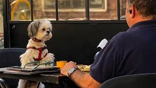 Cute PUPPIES Becomes a Little Human 😂 Top Funny Puppies Videos Ever!