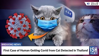 First Case of Human Getting Covid from Cat Detected in Thailand