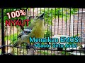 Pancingan Sirtu Cipoh PALING AMPUH Merangsang Sirpu Lain Ikut Emosi Gacor Seketika