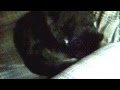 More Of Tuxie The Cat