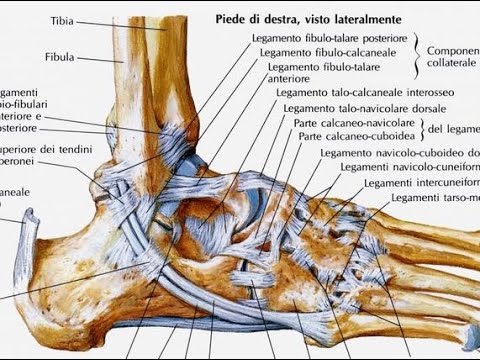 Nervi del mal di schiena Come diagnosticare il mal di schiena