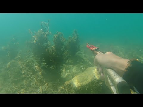 SE02EP056 - PALOS DAGAT ( MORAY EEL ) KASILI / MALABANOS | Pagbilao Quezon