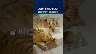 고양이를 쓰다듬으면 정말 혈압이 떨어질까?