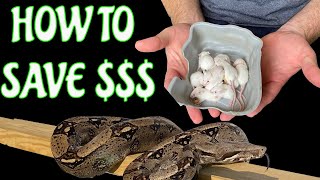 Breeding mice to feed snakes - SIMPLE AND EASY