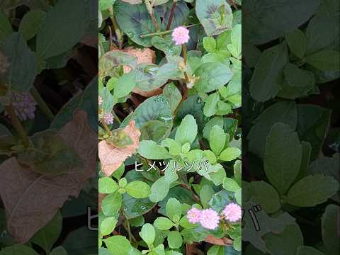 園芸 地中海の植物相