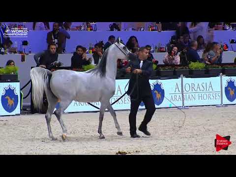 N.33 SARA AL NAYFAT - Paris 2017 - Junior Fillies (Class CM2B)