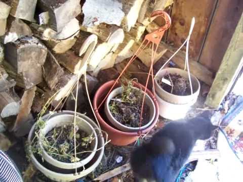 Nancy Today: My Lye Project (soap 161)