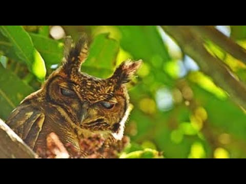 Bubo cinerascens Etiopia