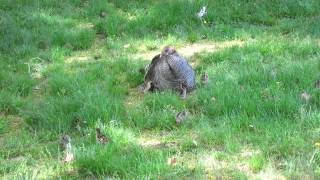 Wild Turkey with a Dozen Chicks