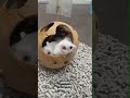 アフリカヤマネのYouTubeサムネイル画像