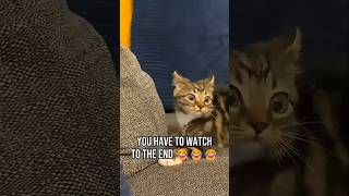 #cat #cute #catvideo #cutecat #funnyvideo #funny #pets