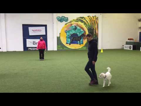 Modré obedience závody, RSDC Pezinok, 24.11.2018