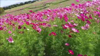 海の中道2スマホ撮影