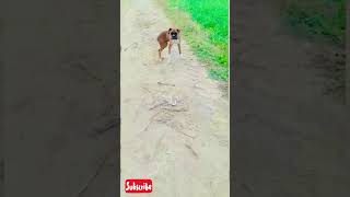 Boxer puppy for sale || Heavy bone ka boxer puppy #short #Kuldeep__panchli