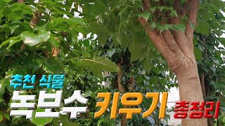 식물 녹보수 키우기 