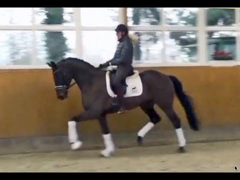 Gelding by Herbstkönig x Welthit, *2013