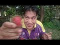 Rambutan Village In Penang Malaysia Kampung Lima Kongsi Sungai Bakap Penang