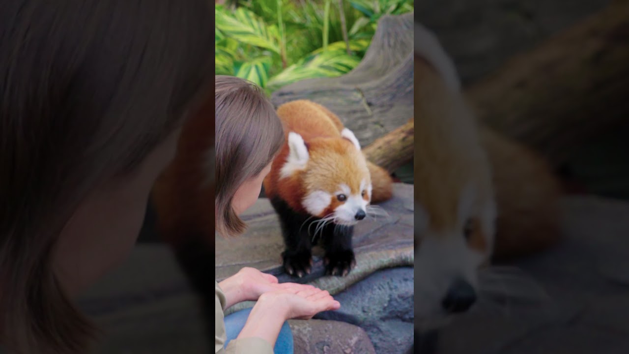 Red pandas are so special 😊 - International red panda day