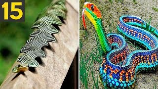 RAREST and FREAKY Snakes
