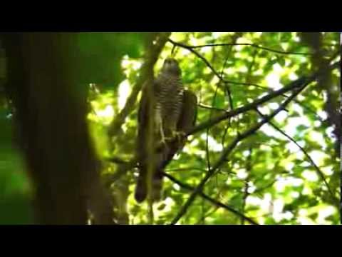 Eurasian Sparrowhawk Call #birds #birdsounds