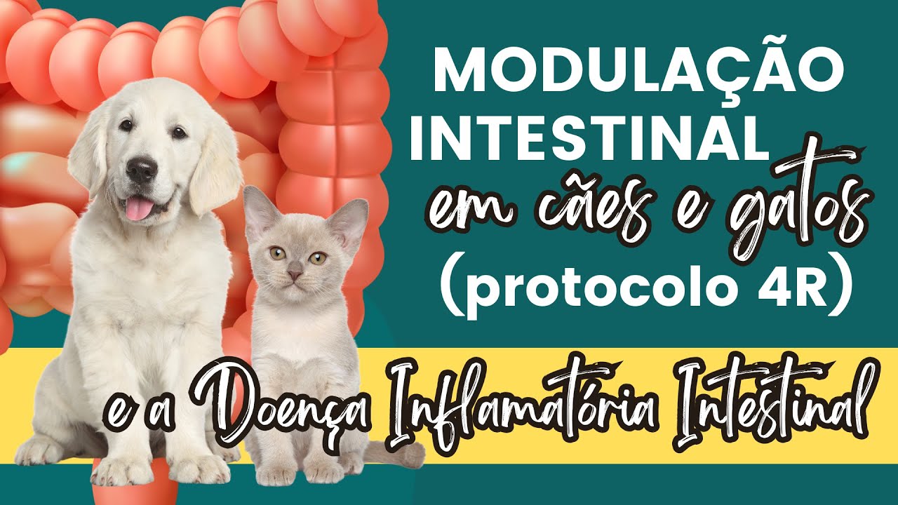 #PROTOCOLO #4R E A DOENÇA INFLAMATÓRIA INTESTINAL EM CÃES E GATOS.