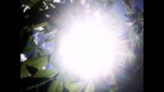 Sean Lennon - Photosynthesis