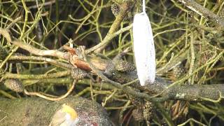 preview picture of video 'Rotkehlchen (Erithacus rubecula)'