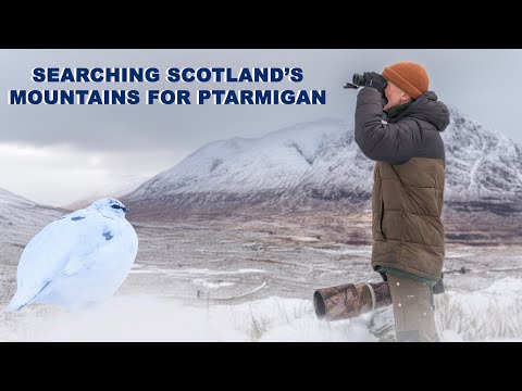 Photographing Ptarmigan in Scotland