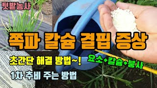 텃밭농사 쪽파가 안크고 잎끝이 노렇게 되면 칼슘결핍증상으로 붕사가 들어간 질산칼슘을 주었고 쪽파 심는 방법과…