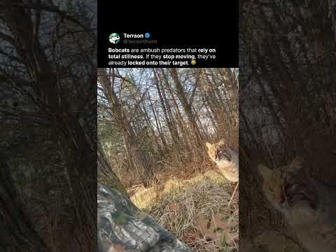 Pure predator instinct in one video