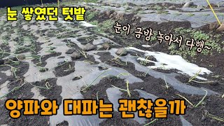 텃밭농사 눈이 많이 쌓였던 양파와 대파밭 양파와 대파가 누웠지만 눈이 금방 녹았고 눈과 비바람을 맞고 맛있어…