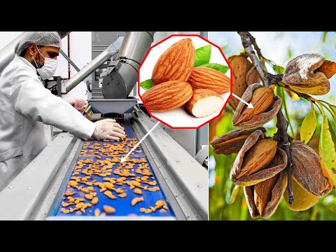 How Almond  is Prosseced in Factory – Dates and Almond Farming,  Harvest and processing in factory