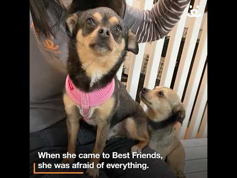 Brave little dog goes from scared to so happy when she gets adopted