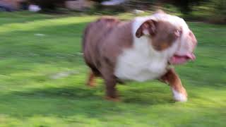 Shrinkabulls Bruno