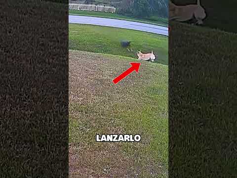 Perro Héroe Defiende a su Dueño de un Ataque Sorprendente!  🐾