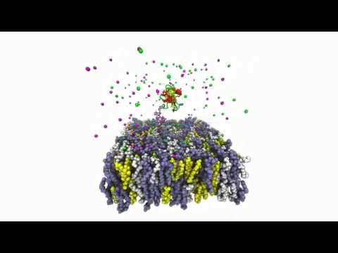 Membrane Builder Tutorial 1 - Building GPI-CD59 in Plasma Membrane