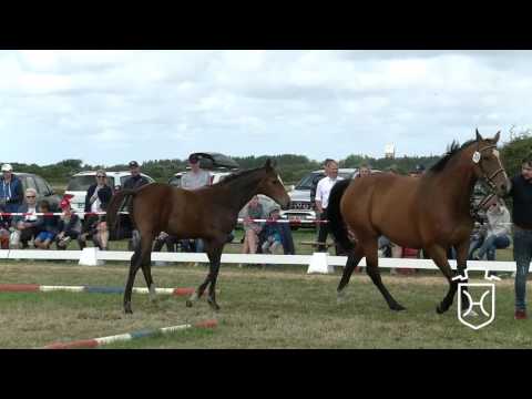 NF246 Stutfohlen von Million Dollar - Clearway - Alcatraz