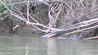 Just Giant Otters