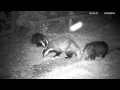 Badger whine, growl, chatter and chase ! - with sound