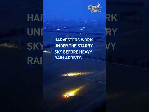 Harvesters work under the starry sky before heavy rain arrives