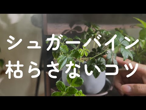 ホワイトパイン 植物