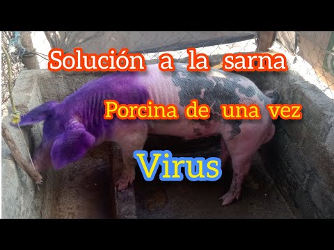 , title : 'cómo curar la sarna en cerdos !!🐽🐽'