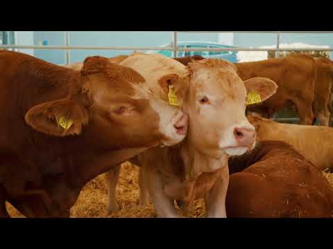 Hinter den Kulissen der AMERICANA 2023