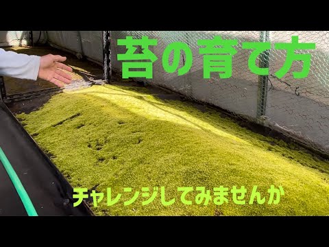 ミズゴケの栽培方法 草の除去 屋根の表面の脅威 破壊 抗菌 抗真菌特性