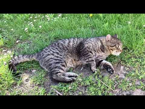 Šunkovo dobrodružství