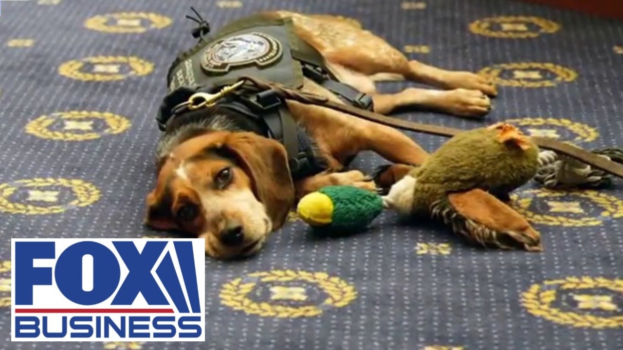 House Dems poop on the Republicans' BOWOW Act