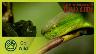 Urban Wild | David Attenborough's Wild City 2/6 | Go Wild