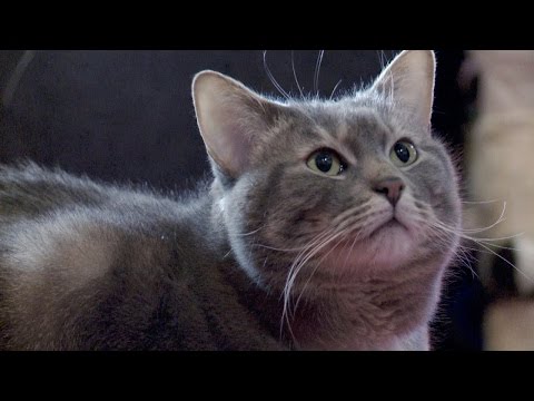 How Do You Like Meow: Harold and Ninja