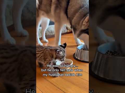My Husky Adopted a Baby Bobcat... Until We Had to Say Goodbye