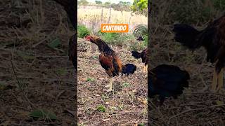 O filho do garnizé Fênix dando os primeiros cantos #shorts